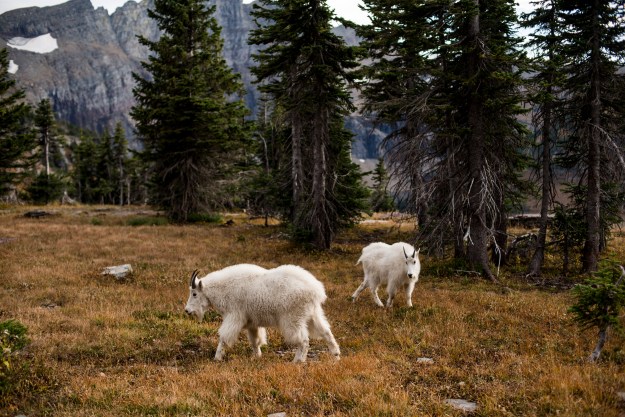 1. Mountain goats graze along the Hidden Lake Nature Trail. / 2. Bearhat Mountain and Reynolds Mountain in Glacier National Park.