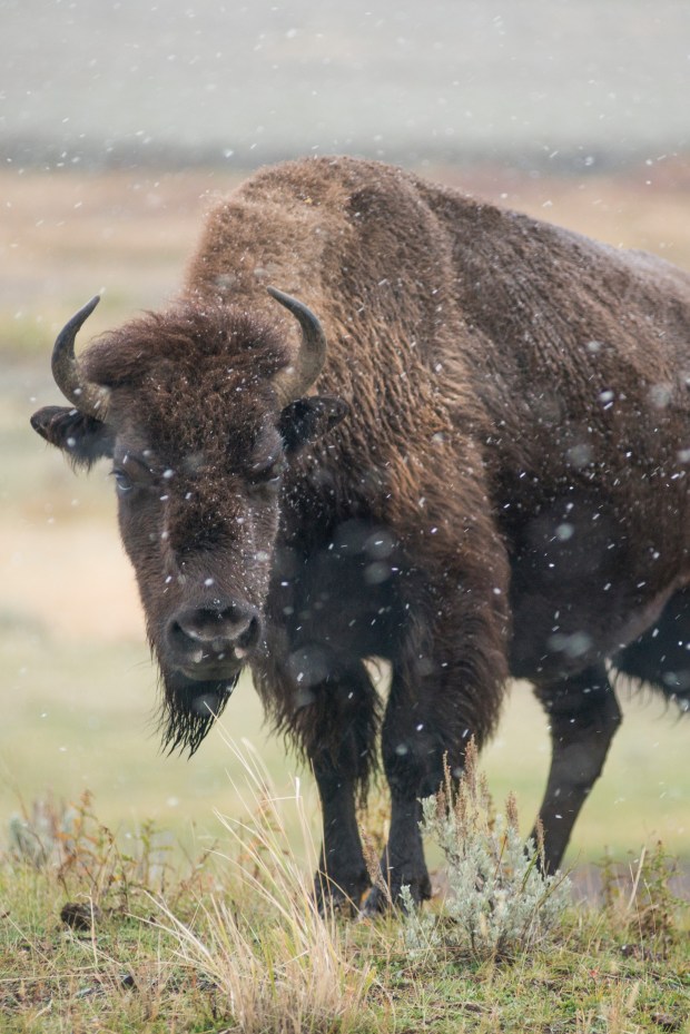 Snow begins to fall around grazing bison in Yellowstone National Park.