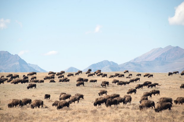 Bisons graze in a pasture on the Blackfeet Indian Reservation.