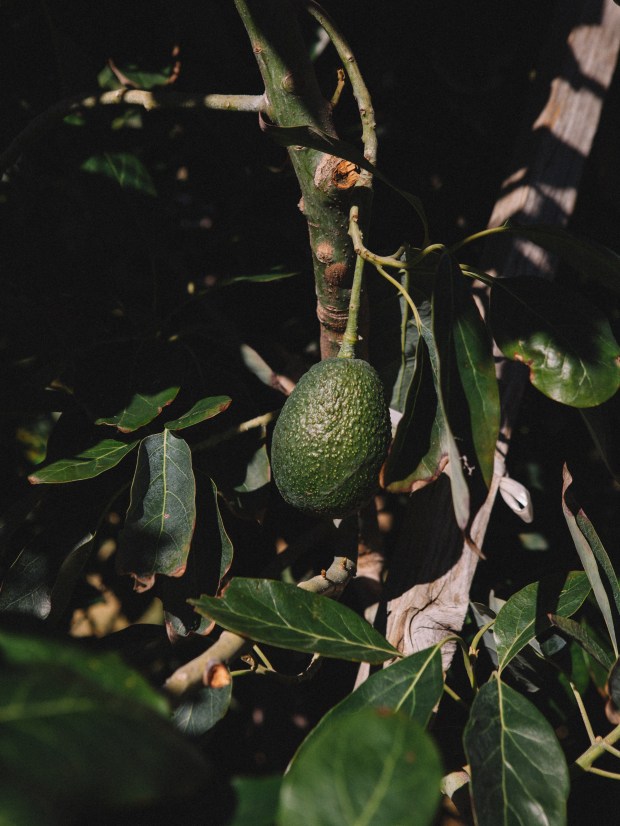 Avocado tree on Sunrise Ranch.