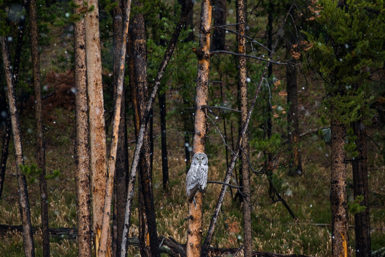 Snow begins to fall around a large grey owl in Yellowstone National Park.