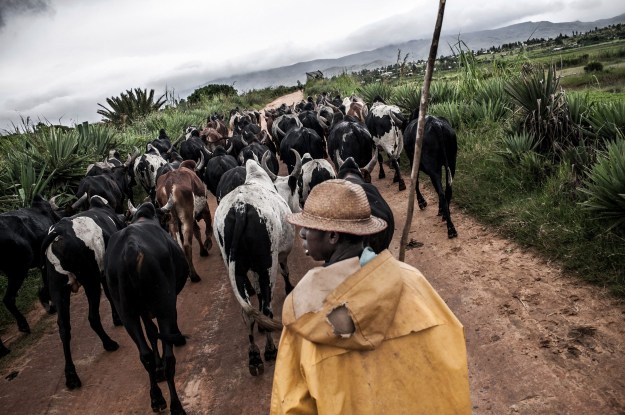 1. A zebu breeder comes home with his cattle / 2. Portrait of Remenabila