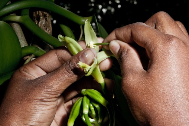 A young worker in Karela inseminates an orchid flower to produce green vanilla.