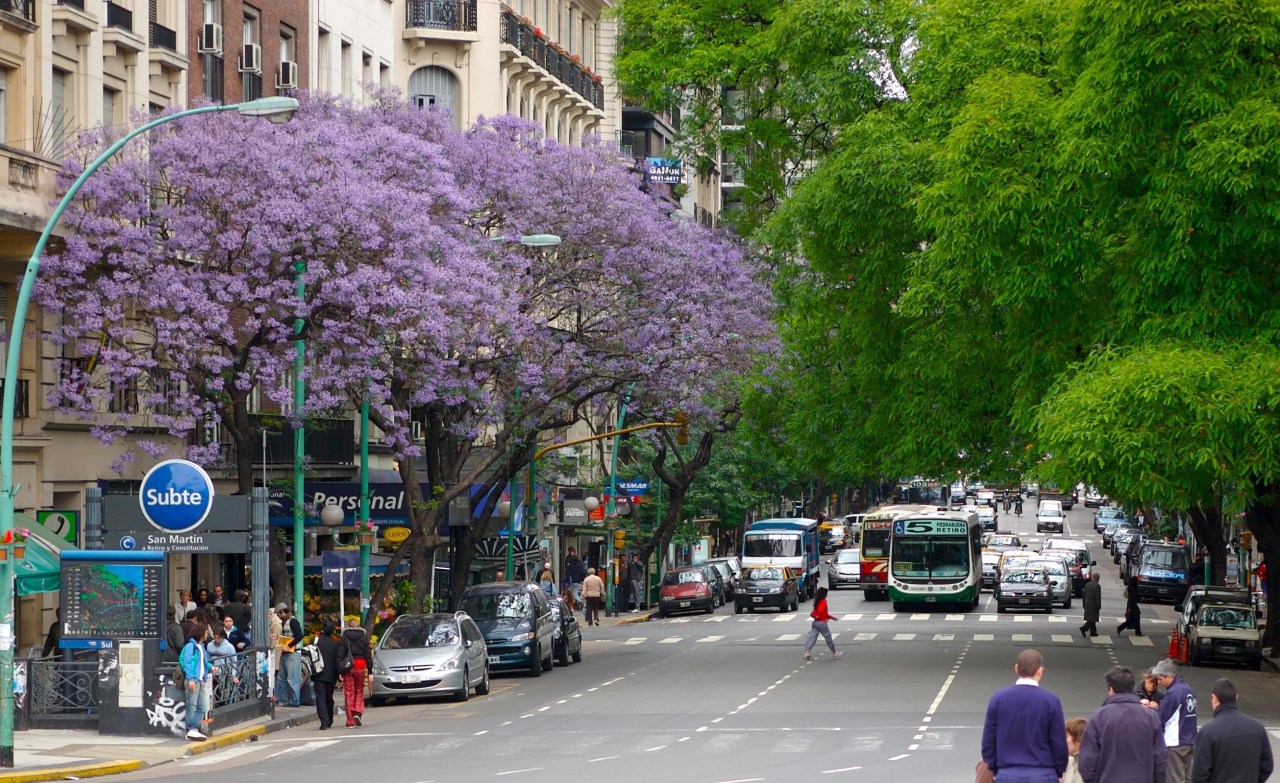 Jacaranda trees on Avenida Santa Fe in Buenos Aires. (Photo by Beatrice Murch)