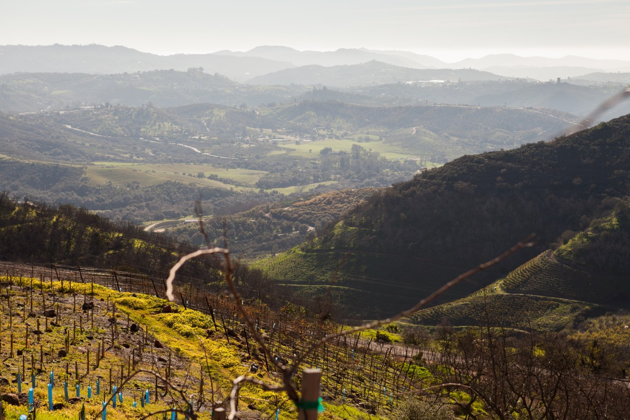 Grape vineyards at Sunrise Ranch.