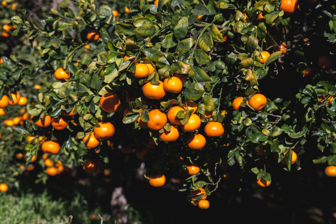 Oranges on Sunrise Ranch.