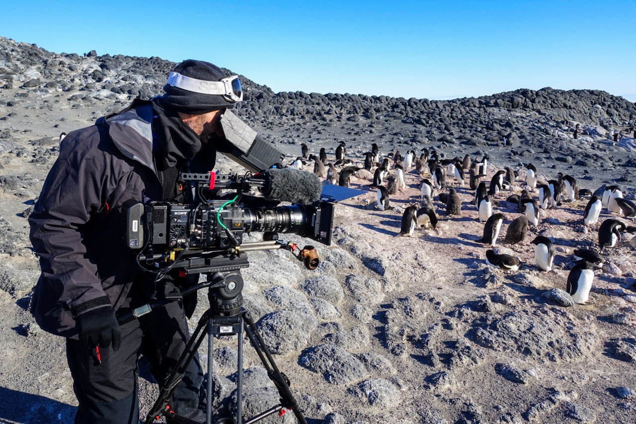 Cameraman Frederic Menou films Adelie penguins at Cape Royds.