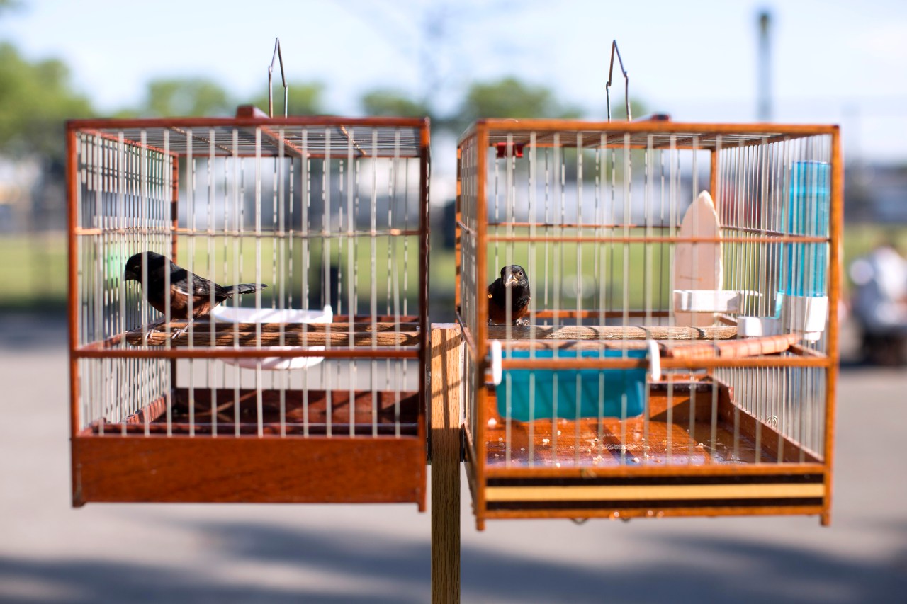Two chestnut-bellied seed finches sit in their cages at Phil "Scooter" Rizzuto Park in Queens, New York. (Photo by Brian Harkin)