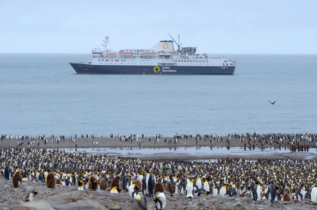 The Ocean Endeavour anchored off the King Penguin colony of St Andrews Bay, South Georgia.