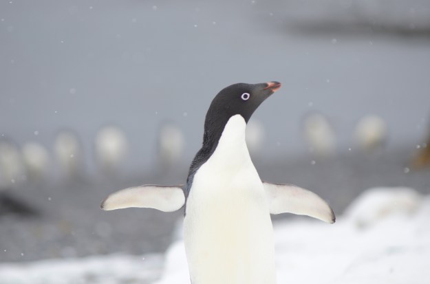 In a warming Antarctica, Adélie penguins (left) are shrinking in range while the adaptable Gentoo penguins (right) are expanding.