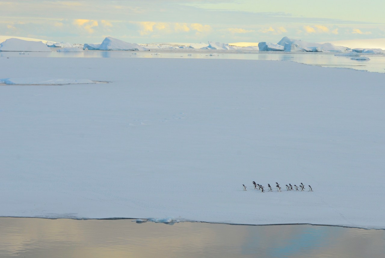 Penguins such as these Gentoos rely on sea ice, partly because it provides habitat for juvenile krill.