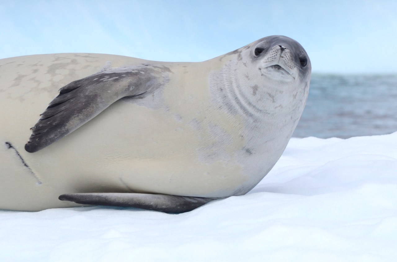 Crabeater seals are entirely dependent on krill. Their multi-lobed teeth interlock, allowing them to strain their prey from the water.