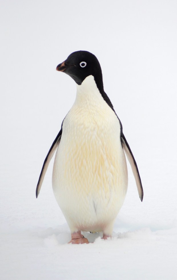 An Adélie Penguin.