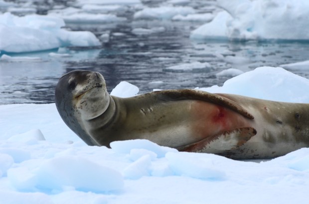 Leopard seals are abundant in the Lemaire Channel. The red stain is from the enormous amounts krill they eat.