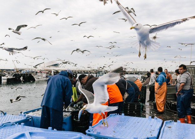 Unloading the night's catch at the Matosinhos harbor in the early morning.