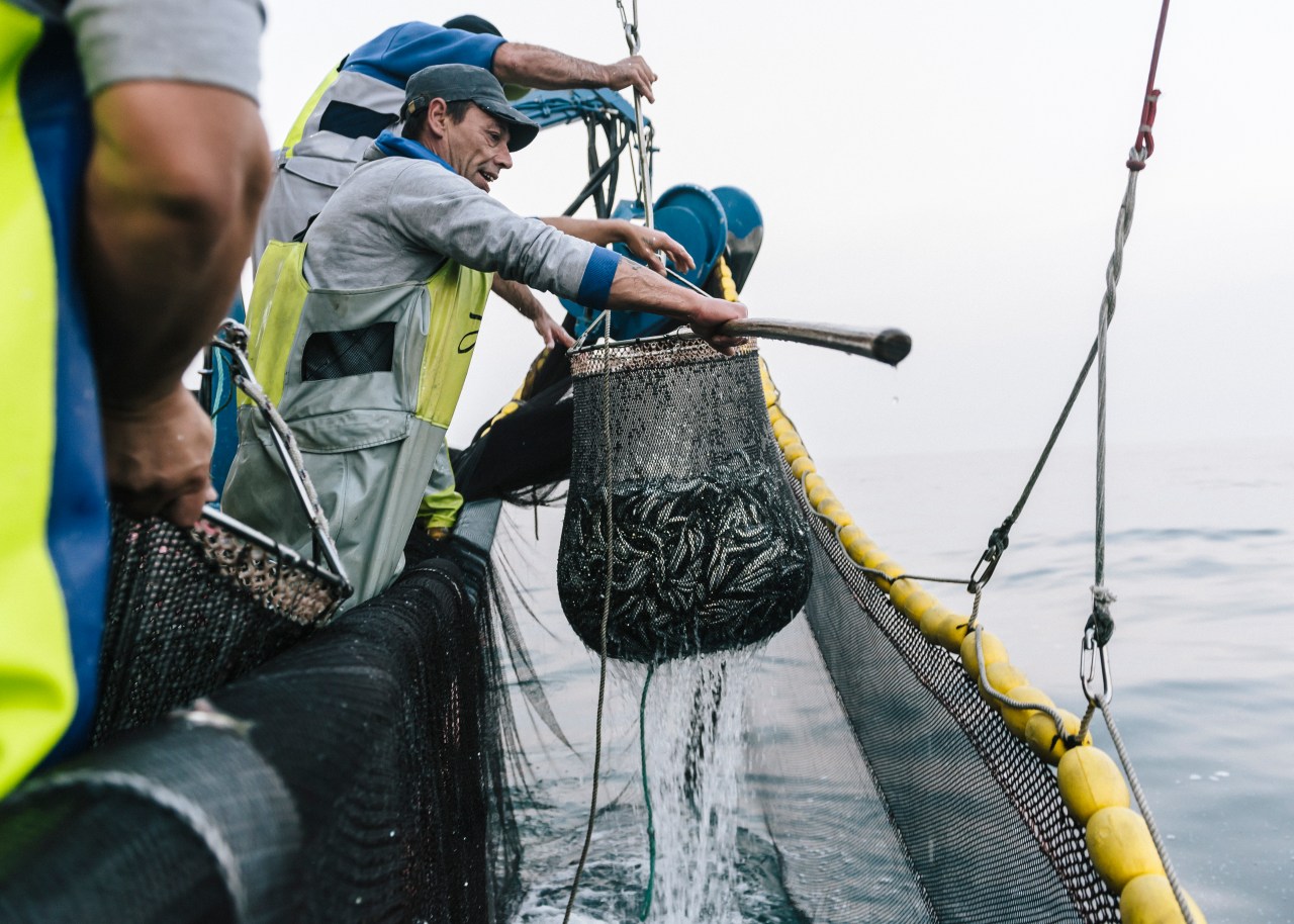 Sardines are caught with a purse seine net.