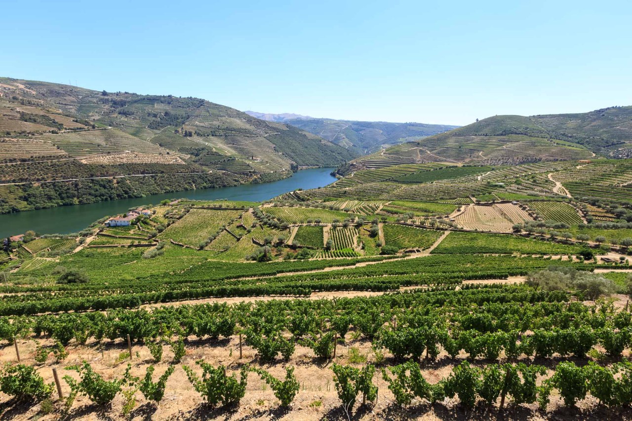 Wine terraces in the Douro Valley overlooking the river. The orientation of the vine plots depends on the grape variety and the kind of port they are meant to be turned into.