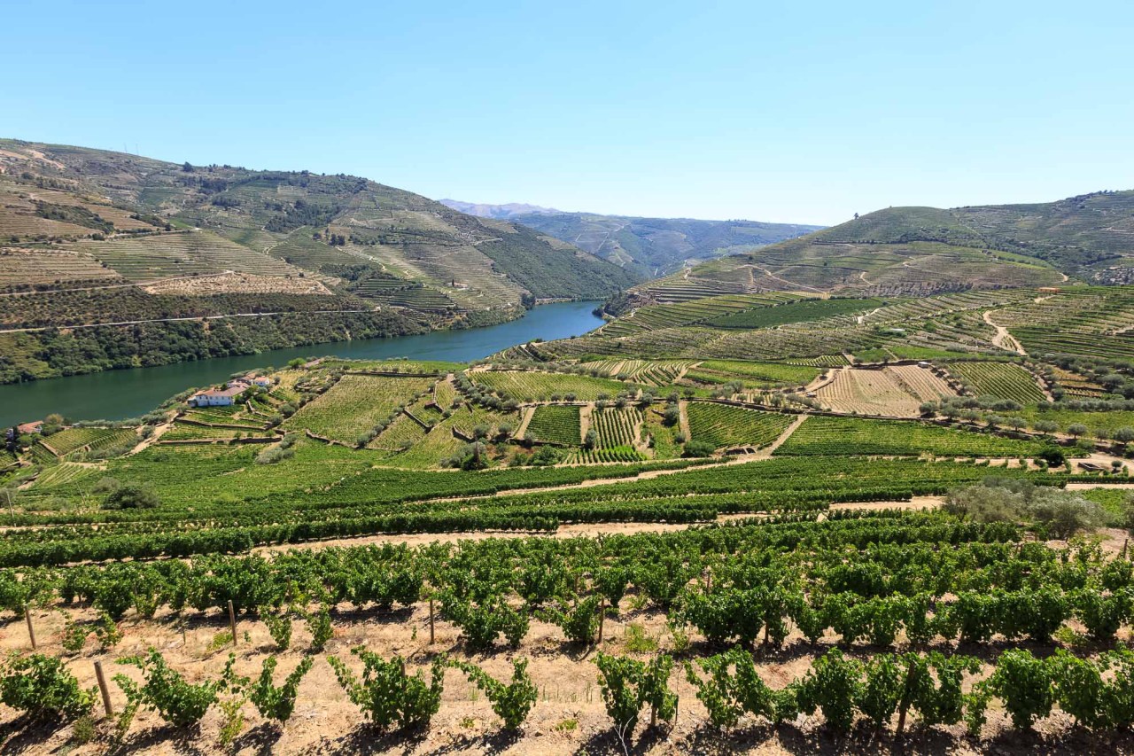 Wine terraces in the Douro Valley overlooking the river. The orientation of the vine plots depends on the grape variety and the kind of port they are meant to be turned into.