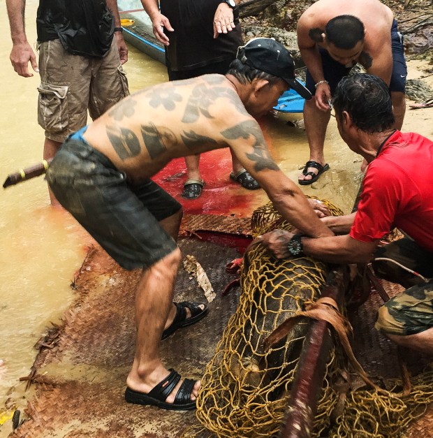 Men butcher a pig.