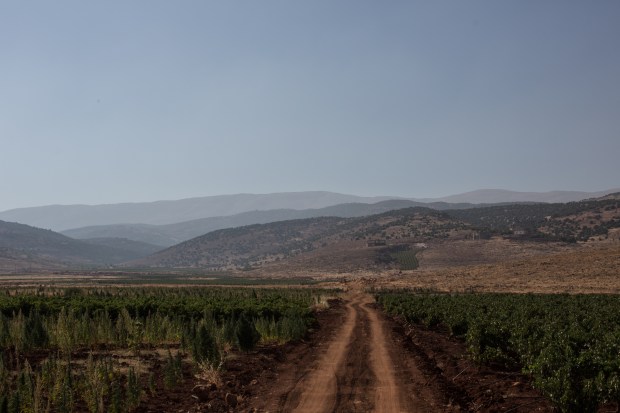 A field of cannabis faces a field of grape vines.