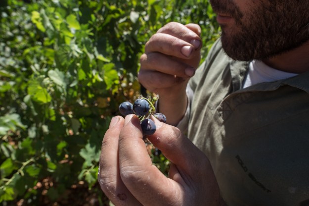 1. Cannabis plants grow in a plot adjacent to one used by the Couvent Rouge winery to grow grape vines. / 2. Elie, a farmer and member of the Heliopolis Cooperative, tastes grapes at the Couvent Rouge winery.