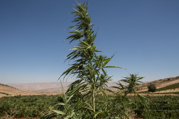 1. Cannabis plants grow in a plot adjacent to one used by the Couvent Rouge winery to grow grape vines. / 2. Elie, a farmer and member of the Heliopolis Cooperative, tastes grapes at the Couvent Rouge winery.