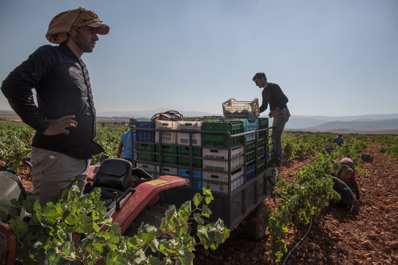 Workers pick grapes.