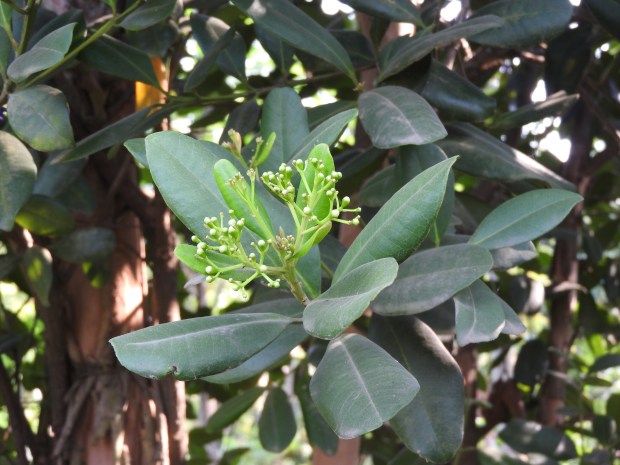 Pimento branch. (Yercaud-elango/Wikimedia Commons)