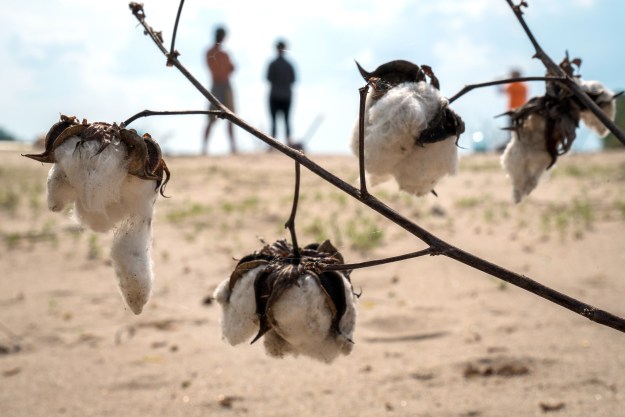 1. Once a wild swamp, the Mississippi Delta has been converted into rectilinear farms. / 2. A cotton plant blooms on a river island just north of Clarksdale, Mississippi. The seeds of this plant likely drifted downstream from a nearby farm.