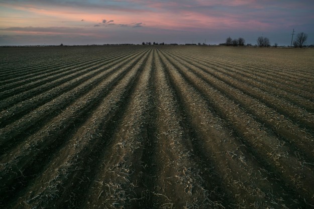 1. Once a wild swamp, the Mississippi Delta has been converted into rectilinear farms. / 2. A cotton plant blooms on a river island just north of Clarksdale, Mississippi. The seeds of this plant likely drifted downstream from a nearby farm.