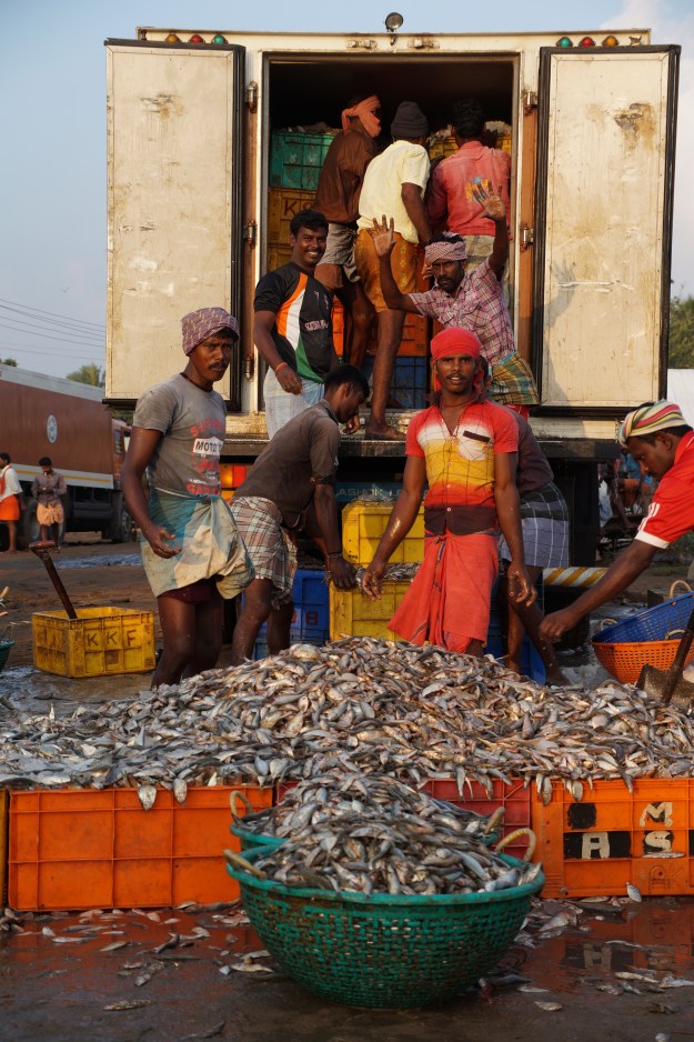 1. Sebastian Croos sets his nets off the coast of Mannar Island in northern Sri Lanka. / 2. Workers load oil sardines from the night's catch onto trucks at Rameswaram jetty. On Sunday, Tuesday, and Thursday mornings when the trawlers come in, as many as 70 trucks will load up at the harbor.
