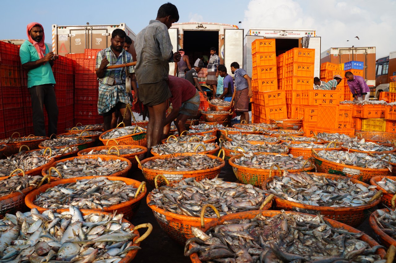 Trawlers pull immense catches of fish from the Palk Strait. Much of this will go to processing plants to become chicken feed.