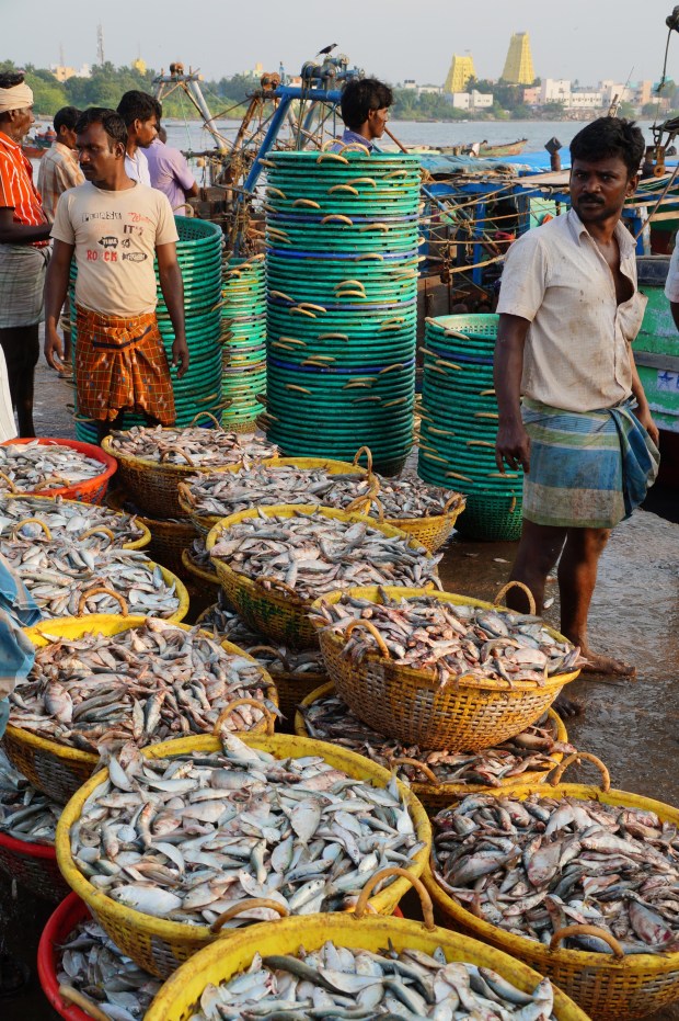 The yellow towers of the Rameswaram temple, an important Hindu pilgrimage site, overlook Rameswaram's harbor.