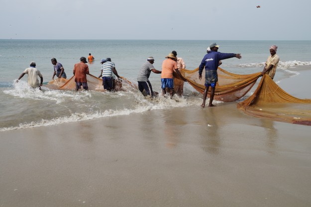 1. Carrying the karavalai equipment back to the truck after lunch. The team of fishermen will drive a bit farther down the coast and set up for a second round in the afternoon. 2. Pulling in the karavalai net after three hours waiting on the shore.