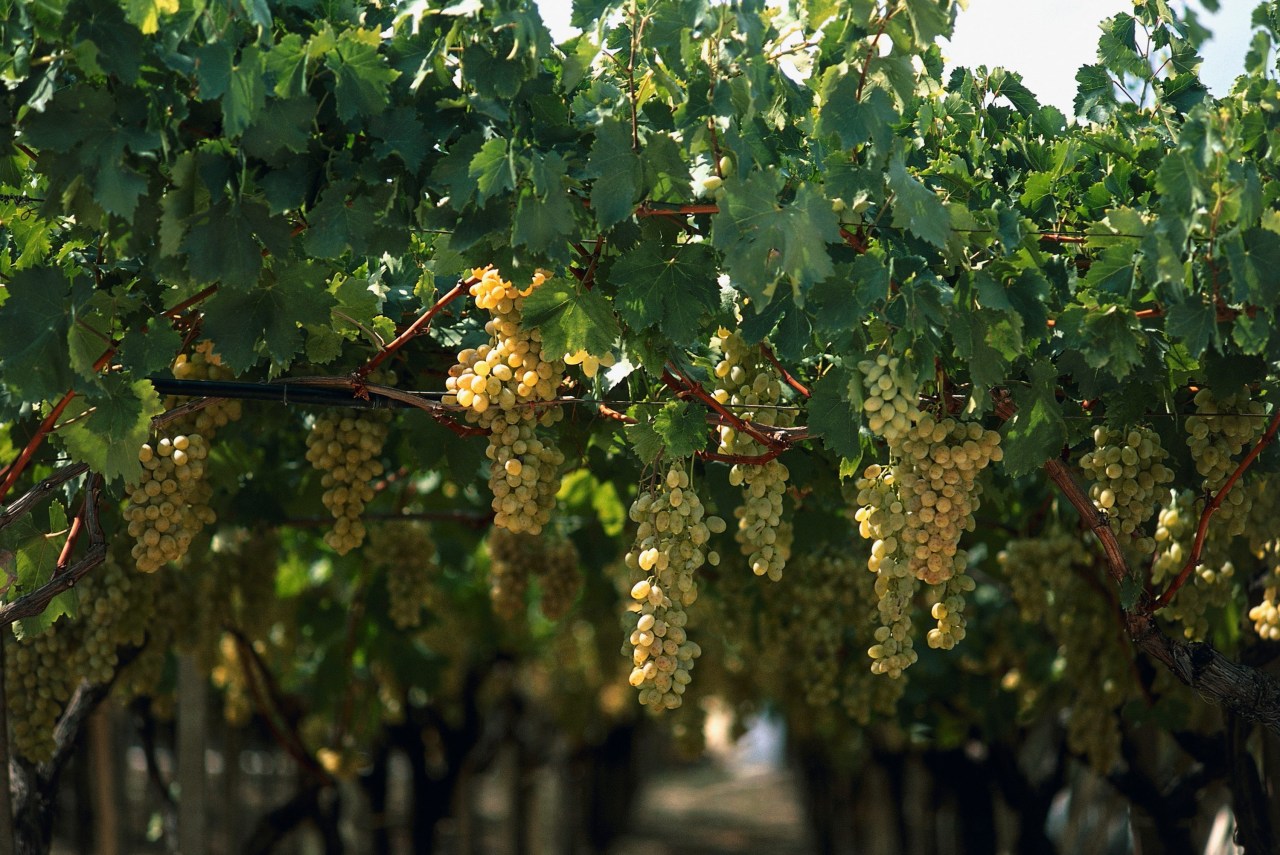 Grapes in a vineyard in Canosa di Puglia, Bari, Puglia. (Photo by Dea / R.Carnovalini/ De Agostini via Getty Images)