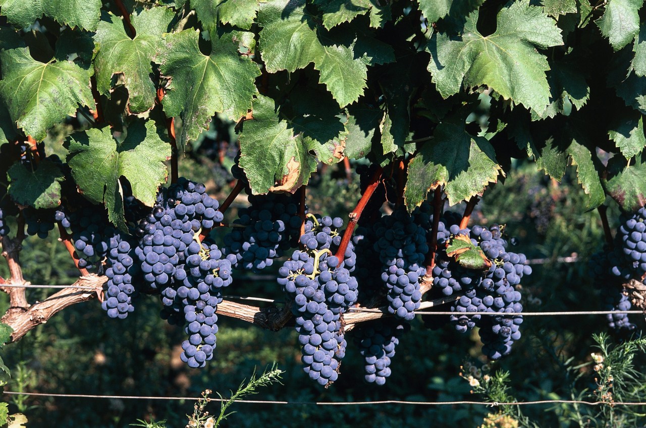 Grapes in a vineyard, San Pancrazio Salentino, Puglia, Italy (Photo by Dea / M. Borchi / De Agostini via Getty Images)