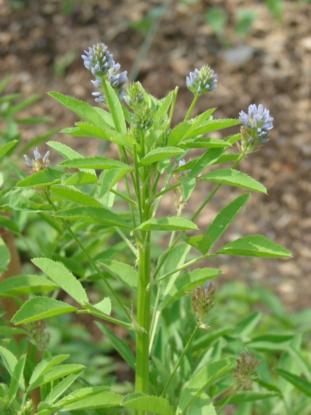 Blue fenugreek. (Photo by Flyout via Wikimedia Commons.)