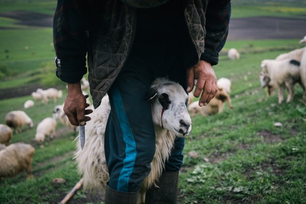 Photo 1: A shepherd improvise a little surgery on a sick sheep during transumance. Photo 2: Ivane Zuraidze, 39, reanimate a too slow sheep.
