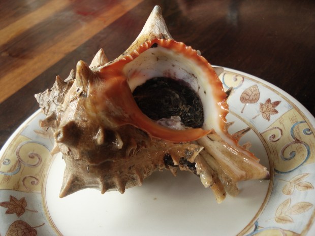 Sea snail in the shell this is used for ceviche de caracol. (Photo by ximena via Flickr)