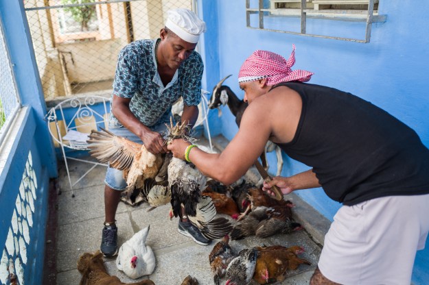 With bird sacrifices and chants, Cuba's Santeria seek protection from  coronavirus