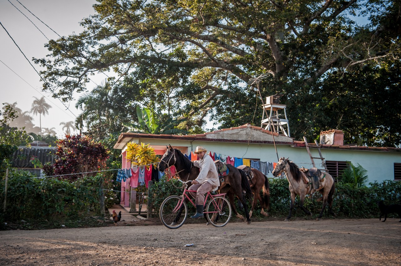 A cowboy leads his horses into Viñales, where tourists ride them to nearby attractions.