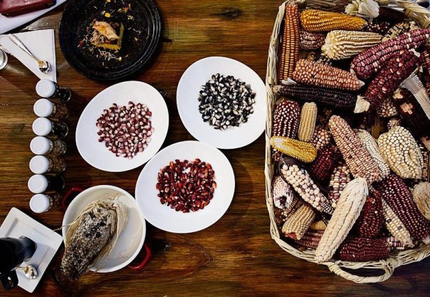 Some of the heirloom corn varieties Rafael Mier presents to chefs and farmers around Mexico. (Photos by Cintia Soto)