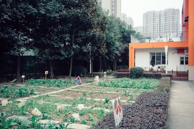 Photo 1: The curriculum at Soong Ching Ling International Kindergarten includes planting and harvesting vegetables. Photo 2: The plots at the Soong Ching Ling International Kindergarten are tended by the school children.