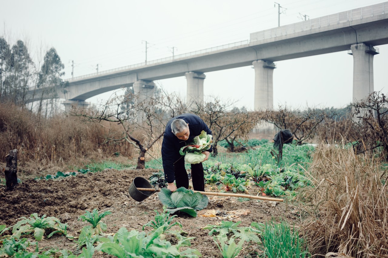 A farmer collects some of his harvest beneath the tracks of a high speed train.