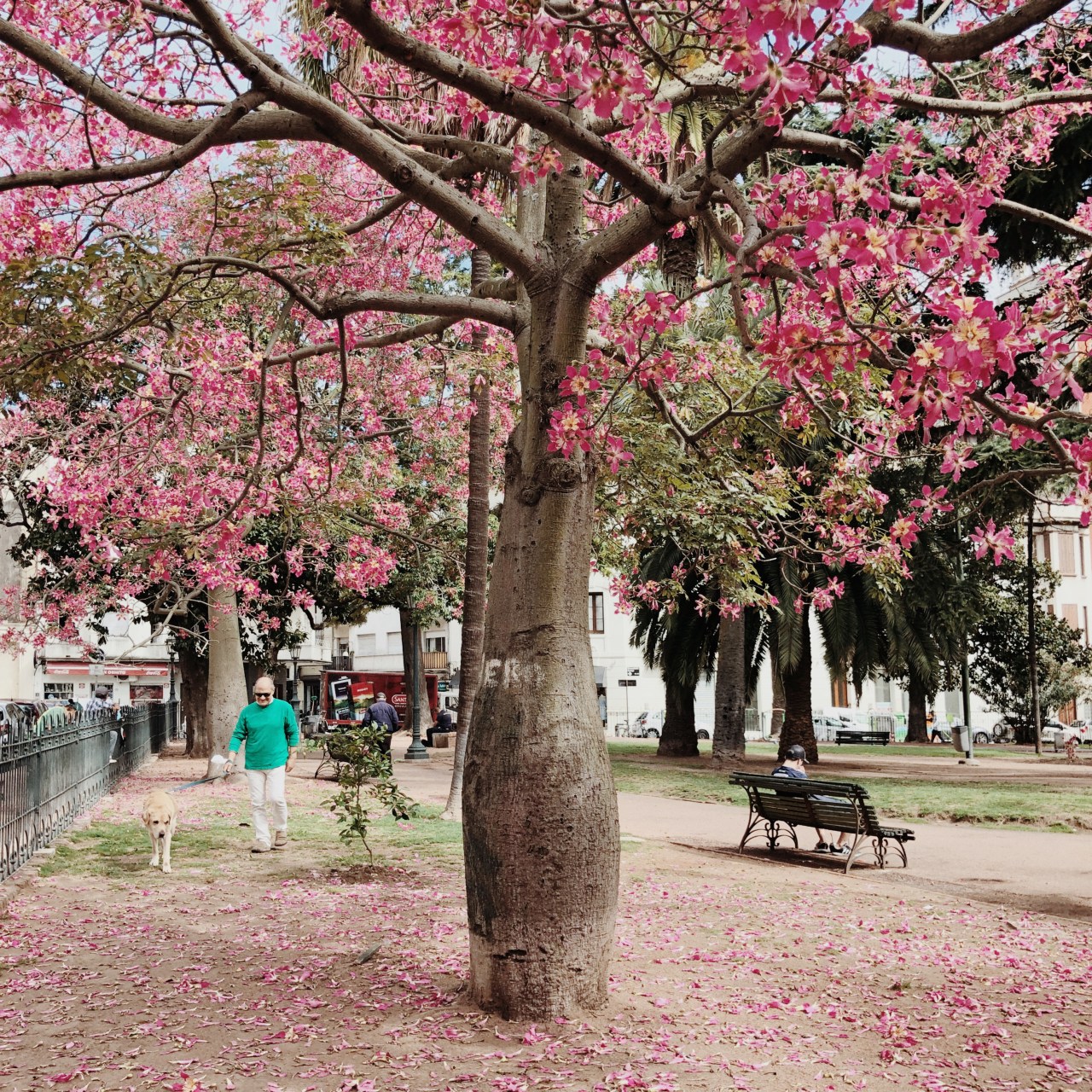 A blooming Palo de Borracho tree in Plaza Zabala.