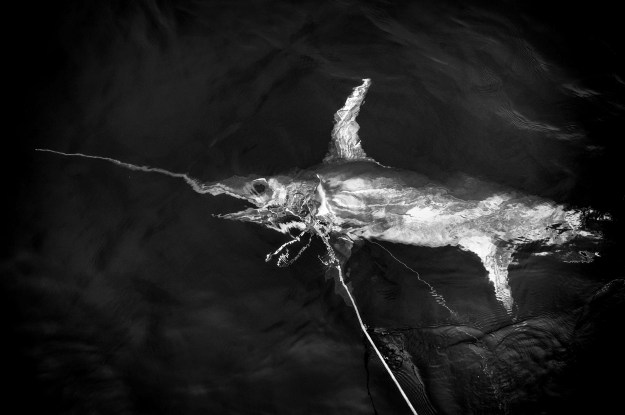 1: Fishermen reel in a longline. 2: A swordfish, hooked on the longline, in the water beside the boat.