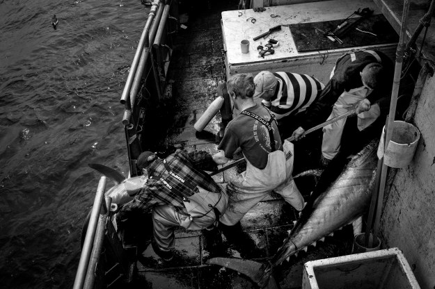 1: The crew pull a swordfish aboard their trawler. 2: Deckhands Kenny and Daryl stand by as a swordfish is winched on board.