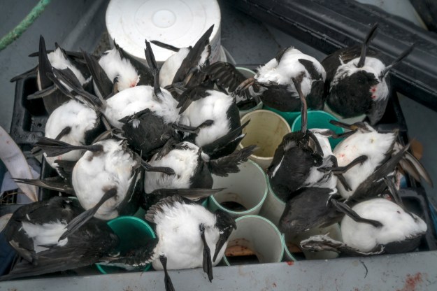 1. Freshly killed murres are kept head down in tubes to let any blood drain into the boat. 2. Butler aims from the deck of his boat.