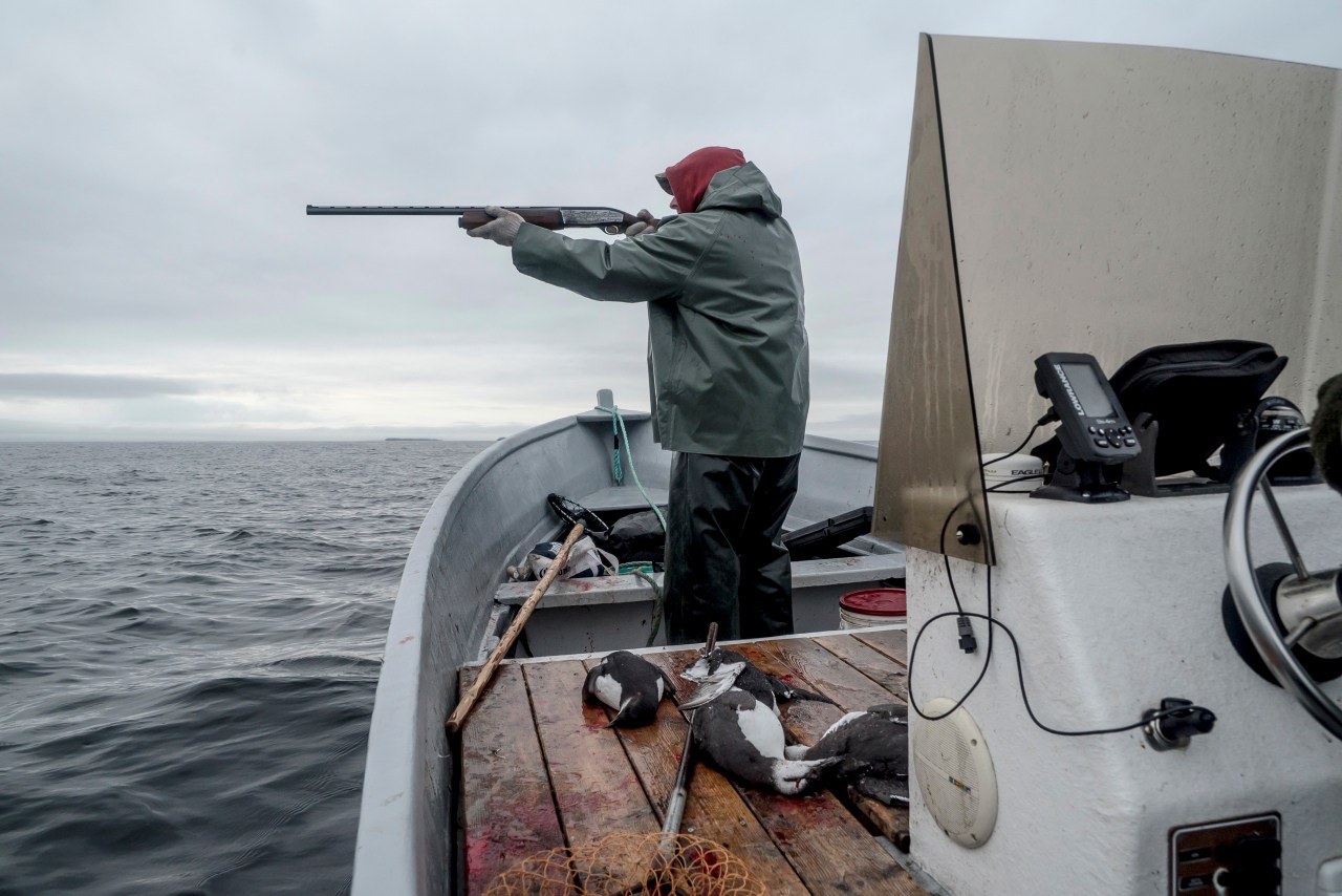 Scott Butler aims at a guillemot from the deck of his boat.