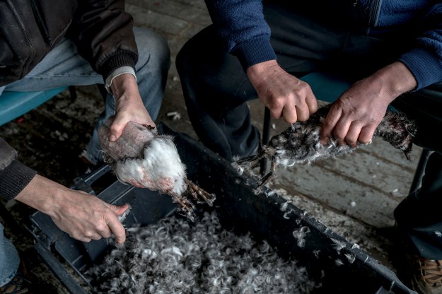 1. Mouland and fellow hunter Mike Fleming clean their kill. 2. A bird is stuffed before it is cooked.